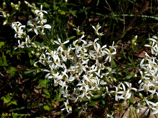 {Sericocarpus linifolius}
